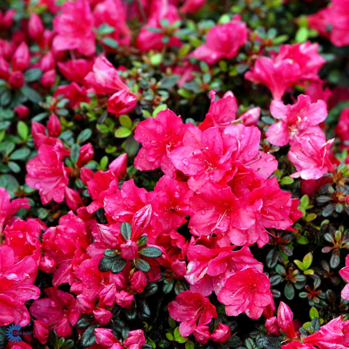 Rhododendron 'Canzonetta' - Gartnerhallen