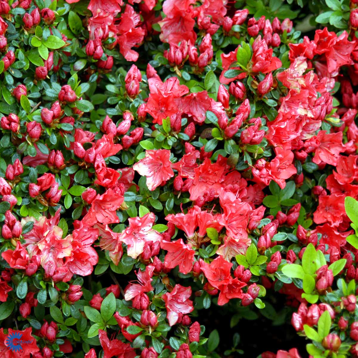 Rhododendron 'Geisha Orange' azalea) - A/S