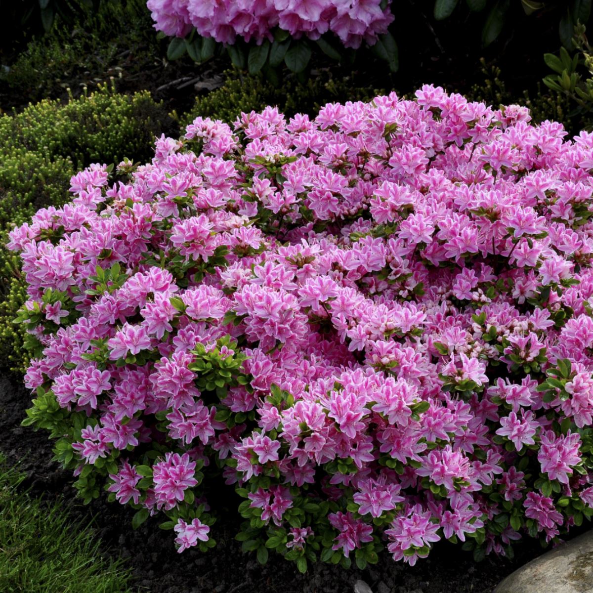 Rhododendron 'Kermesina Rosé' azalea) Gartnerhallen A/S