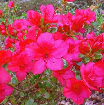 Rhododendron 'Little Red' (Japansk - Gartnerhallen A/S